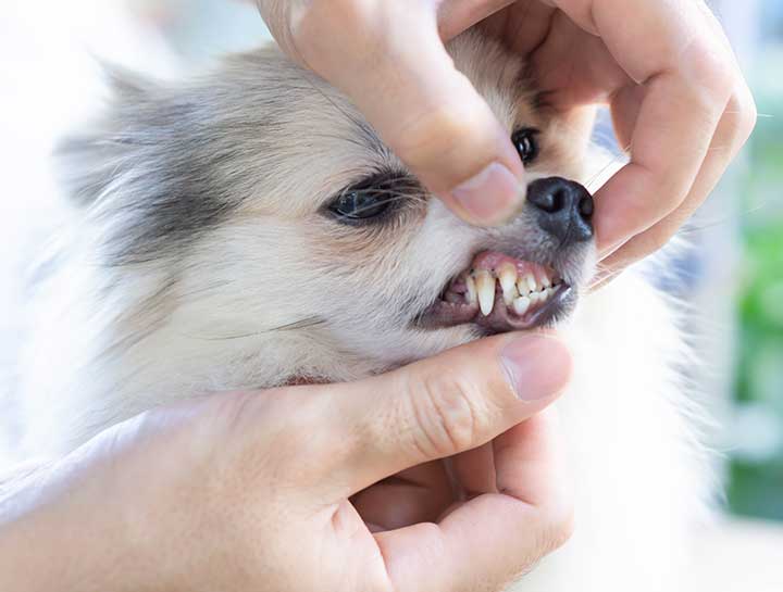 Fort Lauderdale Pet Dentist